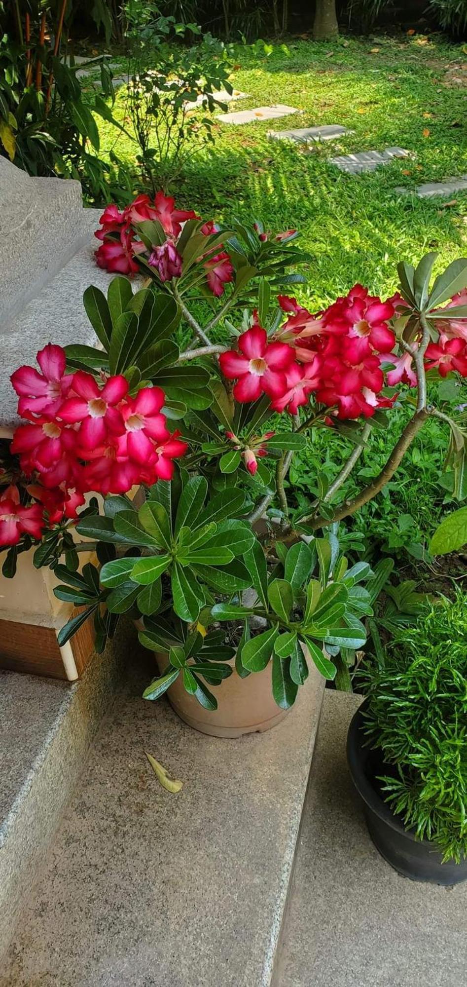 Sanskriti Bed & Breakfast Thiruvananthapuram Dış mekan fotoğraf
